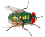 La Mosca Verde